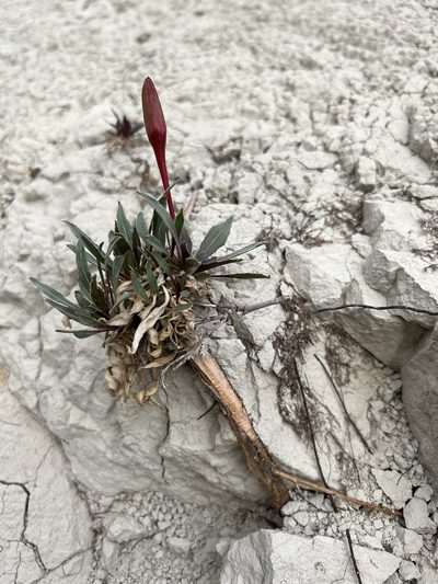 Oenothera howardii, photographed by Jared Shorma