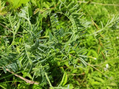 Vicia cracca, photographed by Ульяна Лалак