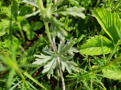 Potentilla argentea, photographed by Ульяна Лалак
