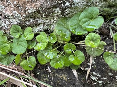 Dichondra repens, photographed by Andrew Allen