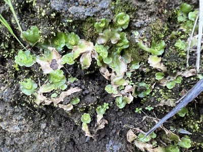 Lunularia cruciata, photographed by Andrew Allen
