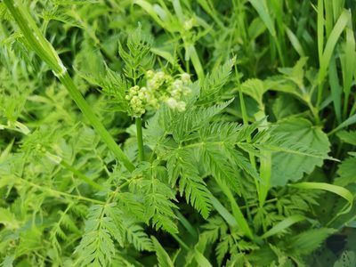 Anthriscus sylvestris, photographed by Ульяна Лалак