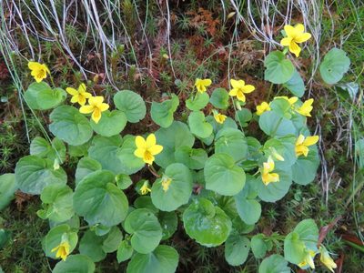 Viola biflora, photographed by Marco Mussita