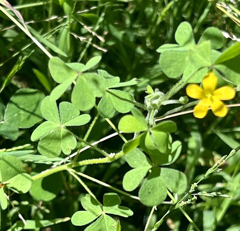 Oxalis pilosa, photographed by Chuck Wilson