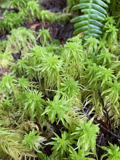 Sphagnum rubiginosum, photographed by Sean Vanderluit