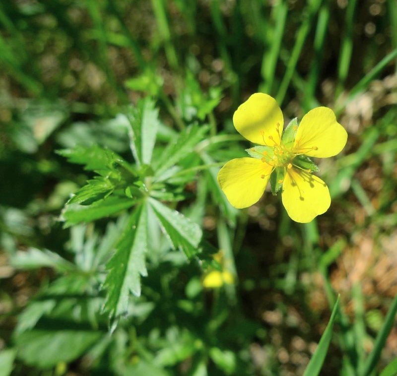 Potentilla erecta, photographed by aga_l_