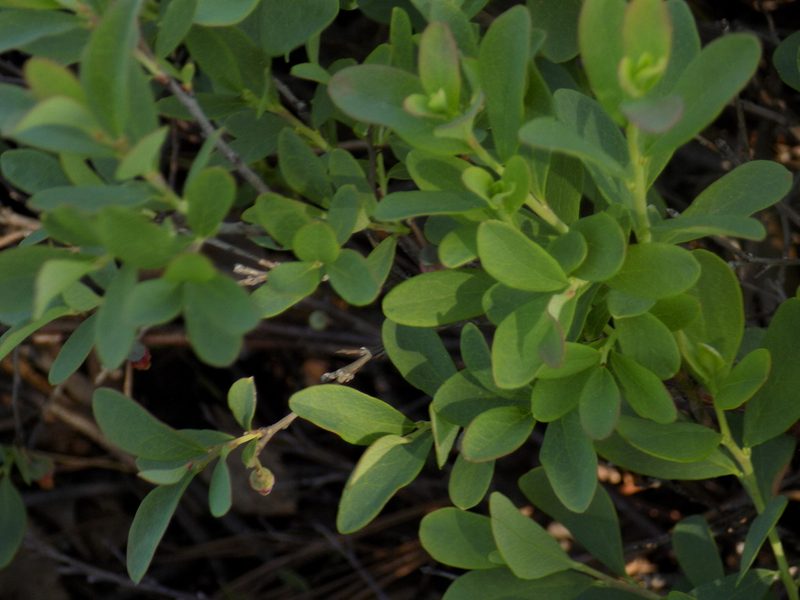 Vaccinium uliginosum, photographed by Marina Potapova