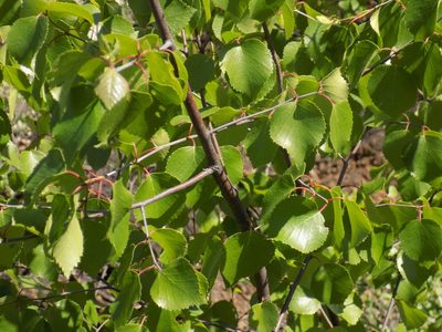 Betula pubescens