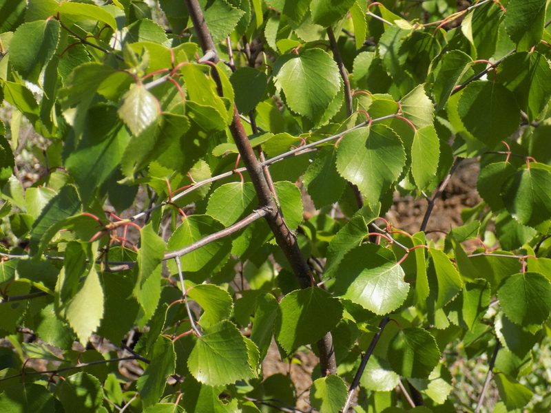 Betula pubescens, photographed by Marina Potapova