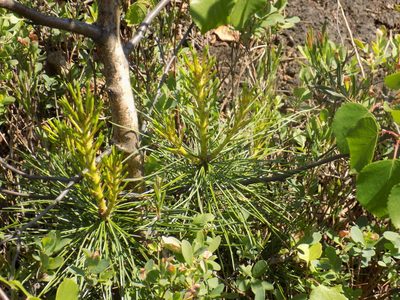 Pinus sylvestris, photographed by Marina Potapova