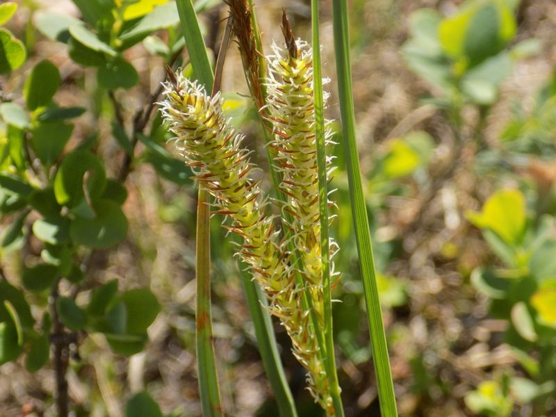 Carex rostrata, photographed by Marina Potapova