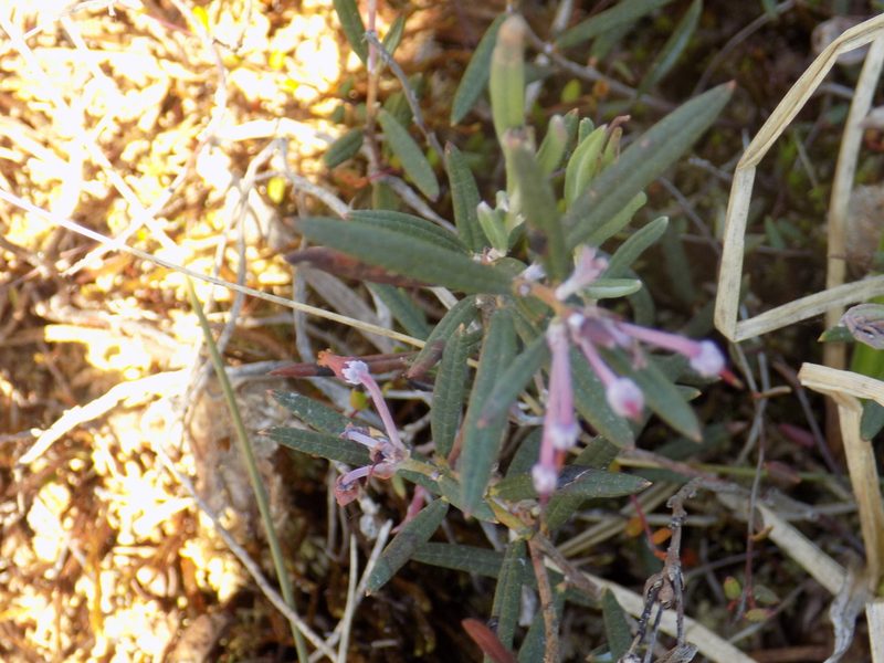 Andromeda polifolia, photographed by Marina Potapova