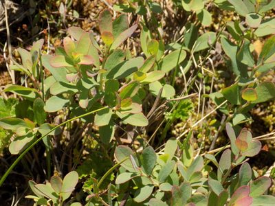 Vaccinium uliginosum, photographed by Marina Potapova