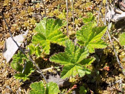Rubus chamaemorus, photographed by Marina Potapova