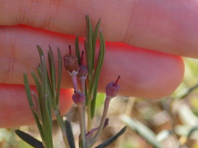 Andromeda polifolia, photographed by Marina Potapova