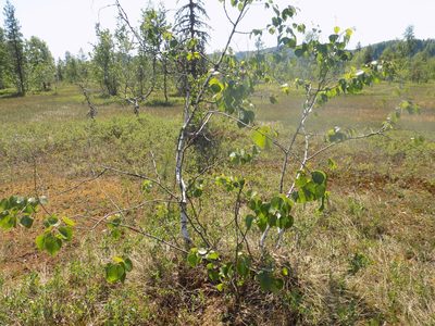 Betula pubescens, photographed by Marina Potapova