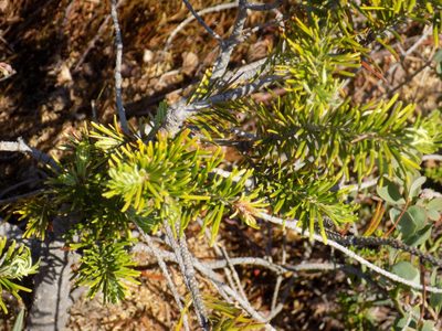 Abies sibirica
