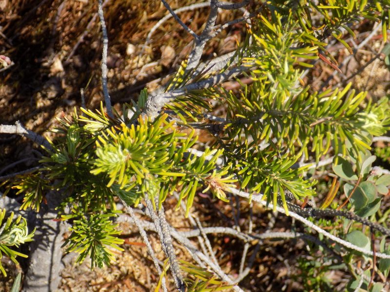 Abies sibirica, photographed by Marina Potapova