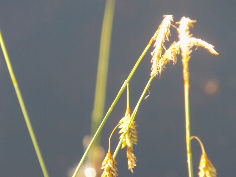 Carex limosa, photographed by Marina Potapova