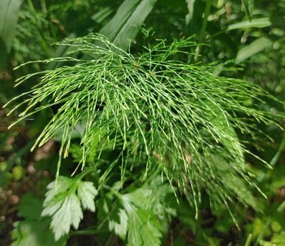 Equisetum sylvaticum, photographed by aga_l_