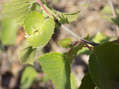 Betula pubescens, photographed by Marina Potapova