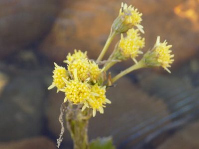 Petasites radiatus, photographed by Marina Potapova