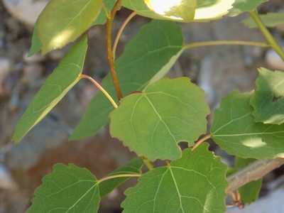 Populus tremula, photographed by Marina Potapova