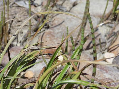 Equisetum fluviatile, photographed by Marina Potapova