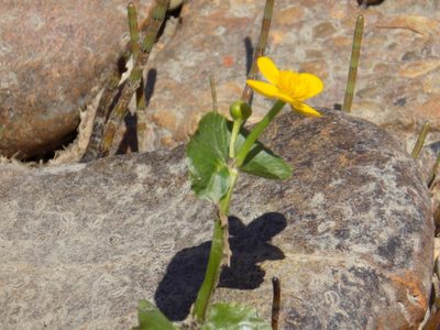 Caltha palustris, photographed by Marina Potapova