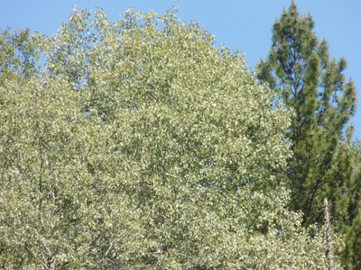 Populus tremula, photographed by Marina Potapova