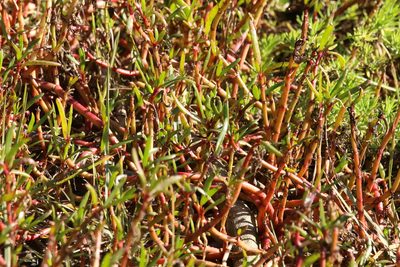 Sesuvium portulacastrum, photographed by Greg Tasney