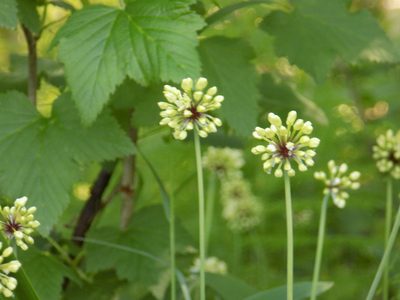 Allium microdictyon, photographed by Marina Potapova