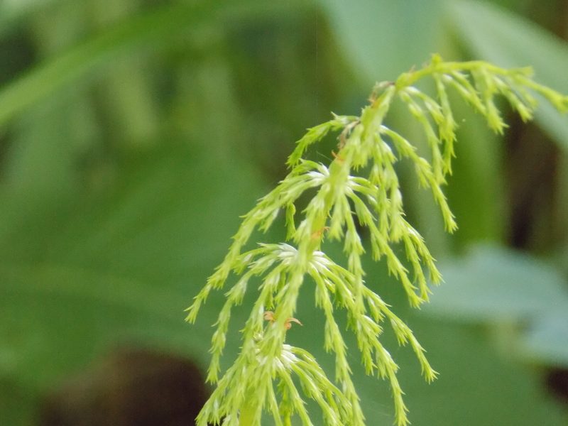 Equisetum sylvaticum, photographed by Marina Potapova