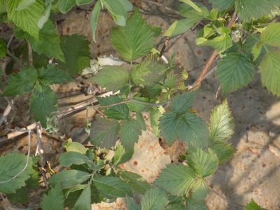 Rubus idaeus, photographed by Marina Potapova