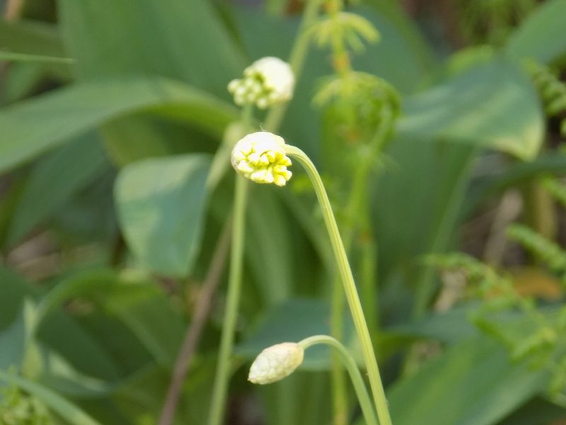 Allium microdictyon, photographed by Marina Potapova