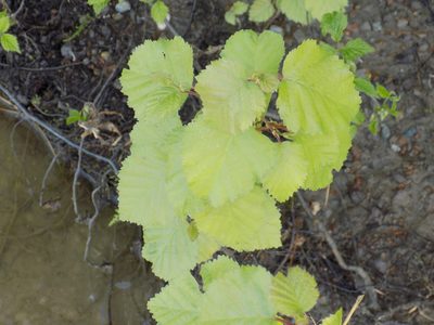 Betula pubescens, photographed by Marina Potapova