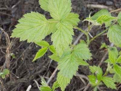 Rubus idaeus, photographed by Marina Potapova