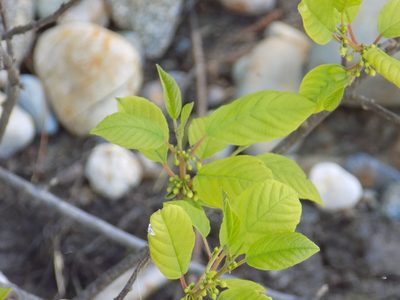Frangula alnus, photographed by Marina Potapova