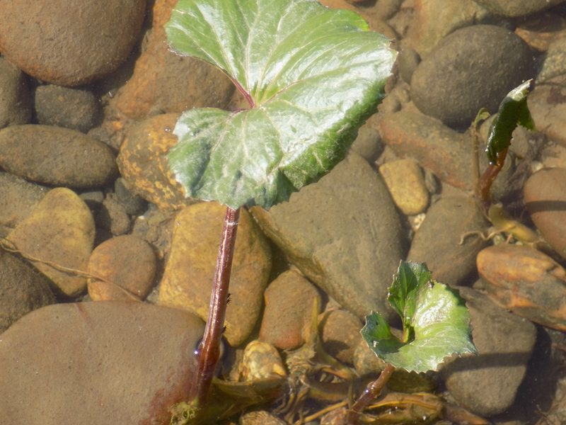 Petasites radiatus, photographed by Marina Potapova