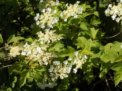 Viburnum opulus, photographed by Marina Potapova