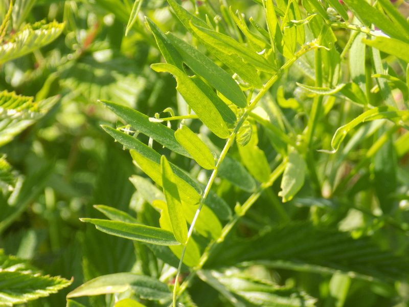 Vicia megalotropis, photographed by Marina Potapova