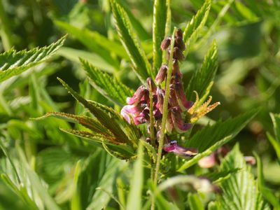 Vicia megalotropis, photographed by Marina Potapova