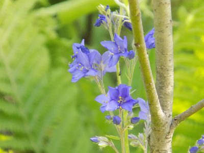 Polemonium caeruleum, photographed by Marina Potapova