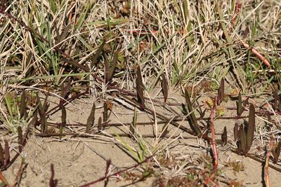 Vincetoxicum carnosum, photographed by Greg Tasney