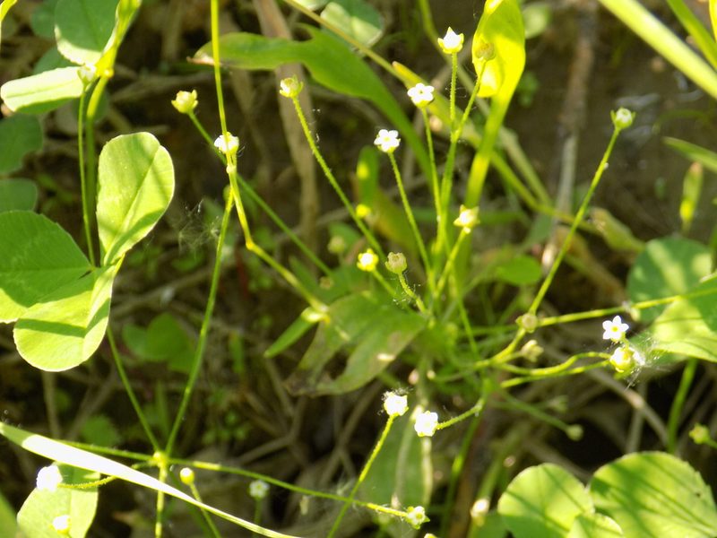 Androsace filiformis, photographed by Marina Potapova
