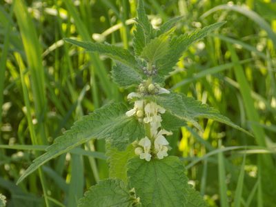 Lamium album, photographed by Marina Potapova