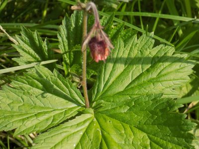 Geum rivale, photographed by Marina Potapova