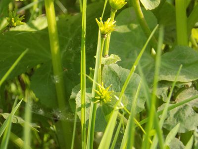 Caltha palustris, photographed by Marina Potapova