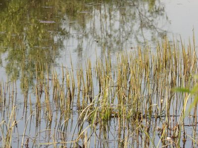 Equisetum fluviatile, photographed by Marina Potapova