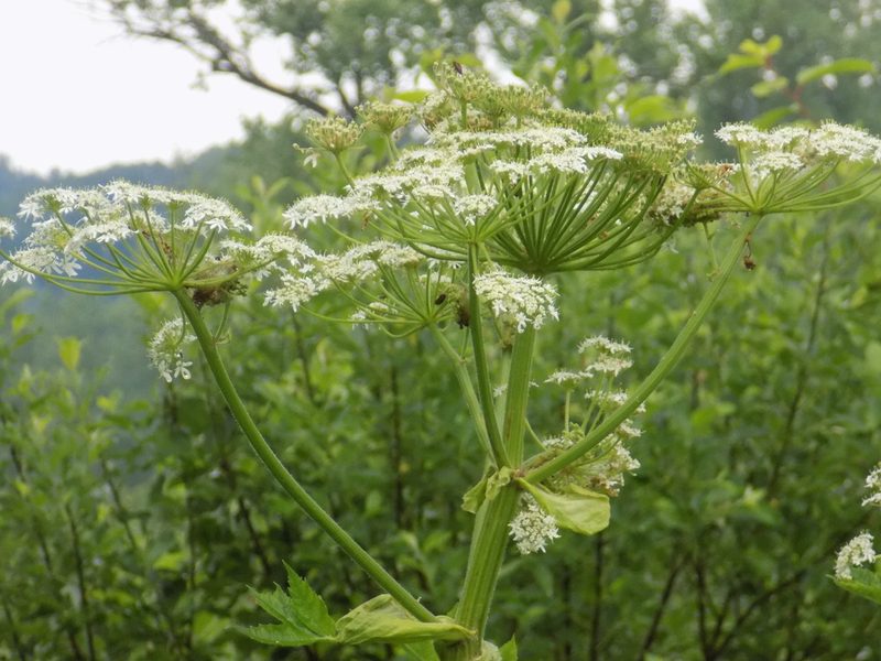 Heracleum dissectum, photographed by Marina Potapova